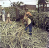 Puerto Rico: Sugar Cane. /Nworkers On A Plantation Near Ponce, Puerto Rico Unloading Sugar Cane Onto A Train For Shipment To The Refinery. Oil Over A Photograph, 1938, By Edwin Rosskam. Poster Print by Granger Collection - Item # VARGRC0069920