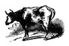 Cow, 19Th Century. /Nmetal Typefounder'S Cut By The United States Type Foundry, James Conner'S Sons, New York, Mid Or Late 19Th Century. Poster Print by Granger Collection - Item # VARGRC0266886