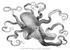 Octopus. /Ncommon European Octopus (Octopus Vulgaris) From The Crystal Palace Aquarium, London. Wood Engraving, English, 1871. Poster Print by Granger Collection - Item # VARGRC0034699