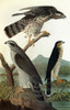 Audubon: Goshawk. /Nnorthern Goshawk (Accipiter Gentilis). Engraving After John James Audubon For His 'Birds Of America,' 1827-38. Poster Print by Granger Collection - Item # VARGRC0325697