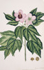 Hibiscus Simplex  Chinese Parasol Tree Poster Print By Mary Evans / Natural History Museum - Item # VARMEL10711330