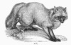 Zoology: Fox. /Nwood Engraving, 19Th Century. Poster Print by Granger Collection - Item # VARGRC0102145