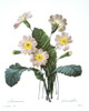 Primrose (Primula Aucalis). /Nengraving After Painting, 1833, By P.J. Redoute. Poster Print by Granger Collection - Item # VARGRC0022917