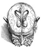 Vesalius: Brain, 1543. /Ndissection Of The Brain (Fig.5). Woodcut From The Seventh Book Of Andreas Vesalius' 'De Humani Corporis Fabrica,' Published In 1543 At Basel, Switzerland. Poster Print by Granger Collection - Item # VARGRC0049079