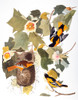 Audubon: Oriole. /Nnorthern, Or Baltimore, Oriole (Icterus Galbula), From John James Audubon'S 'The Birds Of America,' 1827-1838. Poster Print by Granger Collection - Item # VARGRC0029336