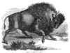 American Buffalo. /Nbison, Or American Buffalo. Wood Engraving, 19Th Century Poster Print by Granger Collection - Item # VARGRC0033363