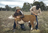 New Mexico: Rodeo, 1940. /Na Man Tying A Ribbon On A Calf'S Tail At The Rodeo In Pie Town, New Mexico. Photograph By Russell Lee, 1940. Poster Print by Granger Collection - Item # VARGRC0352049