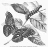 Silkworm & Moth. /Na New Silkworm Moth (Saturnia Cynthia), Caterpillar, And Cocoon. Wood Engraving, English, 1861. Poster Print by Granger Collection - Item # VARGRC0100484