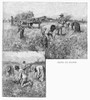 Canada: Farming, 1883. /Nreaping And Gleaning On A Farm In Rural Canada. Engraving, 1883. Poster Print by Granger Collection - Item # VARGRC0094417