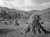 Virginia: Farmland, 1935. /Ncornfields After A Harvest In Shenandoah National Park, Virginia. Photograph By Arthur Rothstein, October 1935. Poster Print by Granger Collection - Item # VARGRC0621132
