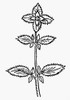 Botany: Basil, 1485. /Nocimum Basilicum, A Member Of The Mint Family, Native To Tropical Asia, Africa And The Pacific Islands. Woodcut From Peter Sch_Ffer'S 'Hortus Sanitatis,' 1485. Poster Print by Granger Collection - Item # VARGRC0041228