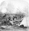 Shawnee: Venison, C1900. /Ncuring Venison In A Shawnee Camp. Stereograph, C1900. Poster Print by Granger Collection - Item # VARGRC0113838