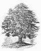 Botany: Cedar Tree. /Ncedar Tree At Hampstead, England. Wood Engraving, 19Th Century. Poster Print by Granger Collection - Item # VARGRC0091024