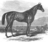 Racehorse, 1867. /Nmr. Leonard W. Jerome'S Fast Racehorse, Kentucky. Wood Engraving, 1867. Poster Print by Granger Collection - Item # VARGRC0097841