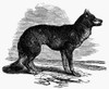 Fox. /Nwood Engraving, American, 1873. Poster Print by Granger Collection - Item # VARGRC0093459