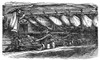 Edward Preble (1761-1807). /Namerican Naval Officer. Preble Sleeping In A Hammock Below Deck Of A Ship. Wood Engraving, American, 19Th Century. Poster Print by Granger Collection - Item # VARGRC0407479