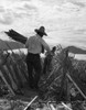 Migrant Farmers, 1935. /Nmigrant Farmers Brushing Tomato Plants Near Indio, California. Photograph, March, 1935 By Dorothea Lange. Poster Print by Granger Collection - Item # VARGRC0106295