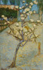 Van Gogh: Peartree, 1888. /N'Small Peartree In Blossom.' Oil On Canvas, Vincent Van Gogh, April 1888. Poster Print by Granger Collection - Item # VARGRC0433494