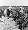 Migrant Workers, 1936. /Nmigrant Workers From Delaware Picking Berries In Southern New Jersey. Photograph By Dorothea Lange, June 1936. Poster Print by Granger Collection - Item # VARGRC0123765