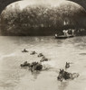 World War I: Cavalry. /Nfrench Cavalry Horses Swimming Across A River In Northern France. Stereograph, C1918. Poster Print by Granger Collection - Item # VARGRC0099663