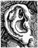 Human Ear. /Nline Engraving. Poster Print by Granger Collection - Item # VARGRC0077020