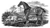 Horse. /Nwood Engraving, 1790, By Thomas Bewick. Poster Print by Granger Collection - Item # VARGRC0027749
