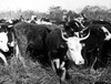 Cattle: Longhorns. /Na Herd Of Texas Longhorns. Photographed In The 1950S. Poster Print by Granger Collection - Item # VARGRC0017398