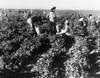 Pea Pickers, 1939. /Na Field Of Migrant Workers Picking Peas On A Farm Near Calipatria, California. Photograph By Dorothea Lange, February 1939. Poster Print by Granger Collection - Item # VARGRC0123131