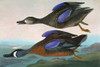 Audubon: Teal. /Nblue-Winged Teal (Anas Discors). Engraving After John James Audubon For His 'Birds Of America,' 1827-38. Poster Print by Granger Collection - Item # VARGRC0325164