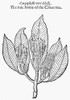 Botany: Clove Tree, 1633. /Nfruit Of The Clove Tree. Woodcut From Thomas Johnson'S Edition, 1633, Of John Gerard'S 'Herball' First Published In 1597 In London, England. Poster Print by Granger Collection - Item # VARGRC0055118