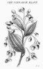 Botany: Cinnamon Plant. /Ncinnamomum Verum. Wood Engraving, 19Th Century. Poster Print by Granger Collection - Item # VARGRC0090909