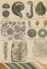 Geology and Paleontology, 1886 Poster Print by Science Source