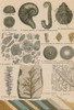 Geology and Paleontology, 1886 Poster Print by Science Source - Item # VARSCIBW7043