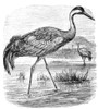 Common Crane. Poster Print by Granger Collection - Item # VARGRC0082351