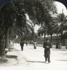 Spain: Barcelona, C1908. /N'Under The Palms - Along The Beautiful Paseo De Colon, Barcelona, Spain.' Stereograph, C1908. Poster Print by Granger Collection - Item # VARGRC0323729