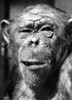 Chimpanzee. Poster Print by Granger Collection - Item # VARGRC0082042