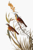 Audubon: Dickcissel. /N(Spiza Americana), From John James Audubon'S 'The Birds Of America,' 1827-1838. Poster Print by Granger Collection - Item # VARGRC0007617