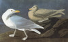 Audubon: Gull. /Nglaucous Gull (Larus Hyperboreus). Engraving After John James Audubon For His 'Birds Of America,' 1827-38. Poster Print by Granger Collection - Item # VARGRC0350496