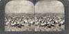 South Africa: Gannets. /N'South African Gannets In Countless Numbers, Near Cape Town, South Africa.' Stereograph, C1915. Poster Print by Granger Collection - Item # VARGRC0324964