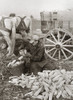 Maryland: Corn, 1937. /Na Farmer Loading Husked Corn, Washington County, Maryland. Photograph By Arthur Rothstein, November 1937. Poster Print by Granger Collection - Item # VARGRC0121150
