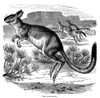 Kangaroo. /Nline Engraving, 19Th Century. Poster Print by Granger Collection - Item # VARGRC0082056