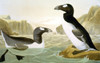 Great Auk (Alca Impennis). /Nlithograph, 1858, By Julius Bien After John James Audubon. Poster Print by Granger Collection - Item # VARGRC0055075