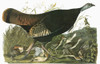 Audubon: Turkey. /Ngreat American Hen, Or Wild Turkey (Meleagris Gallopavo). Engraving After John James Audubon For His 'Birds Of America,' 1827-38. Poster Print by Granger Collection - Item # VARGRC0325157