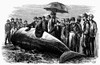 Beached Whale, 1869. /N'Whale Captured Near Tiverton, Rhode Island.' Wood Engraving From An American Newspaper Of 1867. Poster Print by Granger Collection - Item # VARGRC0101879