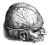 Vesalius: Brain. /N(Figure 1). Woodcut From The Seventh Book Of Andreas Vesalius' 'De Humani Corporis Fabrica', Published In 1543 At Basel. Poster Print by Granger Collection - Item # VARGRC0005314