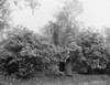 South Carolina: Azaleas. /Ntwo Women Admiring Azaleas At Magnolia-On-The-Ashley, Or Magnolia Gardens, In Charleston, South Carolina. Photograph By William Henry Jackson, C1901. Poster Print by Granger Collection - Item # VARGRC0122055