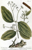 Cinnamon Tree, 1735. /Nengraving By Elizabeth Blackwell From Her Book 'A Curious Herbal' Published In London, 1735. Poster Print by Granger Collection - Item # VARGRC0126512