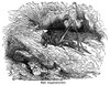 Grasshopper. /Nline Engraving, 19Th Century. Poster Print by Granger Collection - Item # VARGRC0082459