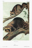 Audubon: Raccoon. /Nraccoon (Procyon Lotor). Lithograph, C1851, After A Painting By John Woodhouse Audubon For John James Audubon'S 'Viviparous Quadrupeds Of North America.' Poster Print by Granger Collection - Item # VARGRC0352913