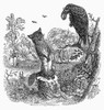 Aesop: Fox And Raven. /Nwood Engraving, Mid-19Th Century, For Aesop'S Fable 'The Fox And The Raven.' Poster Print by Granger Collection - Item # VARGRC0096444